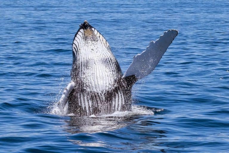 Humpback Whale backward breach. Attribution: Robbie Shade, CC BY 2.0, via Wikimedia Commons